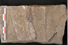 Foto (Detailansicht) von Voltzia heterophylla Brongniart (NHMW-GEO-2024-0188-11133)